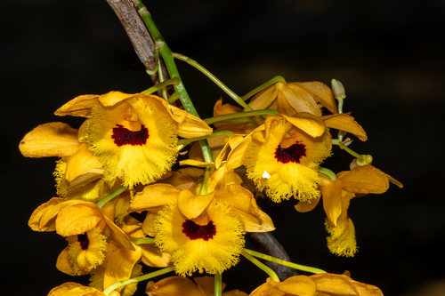 Dendrobium fimbriatum, photograph 5