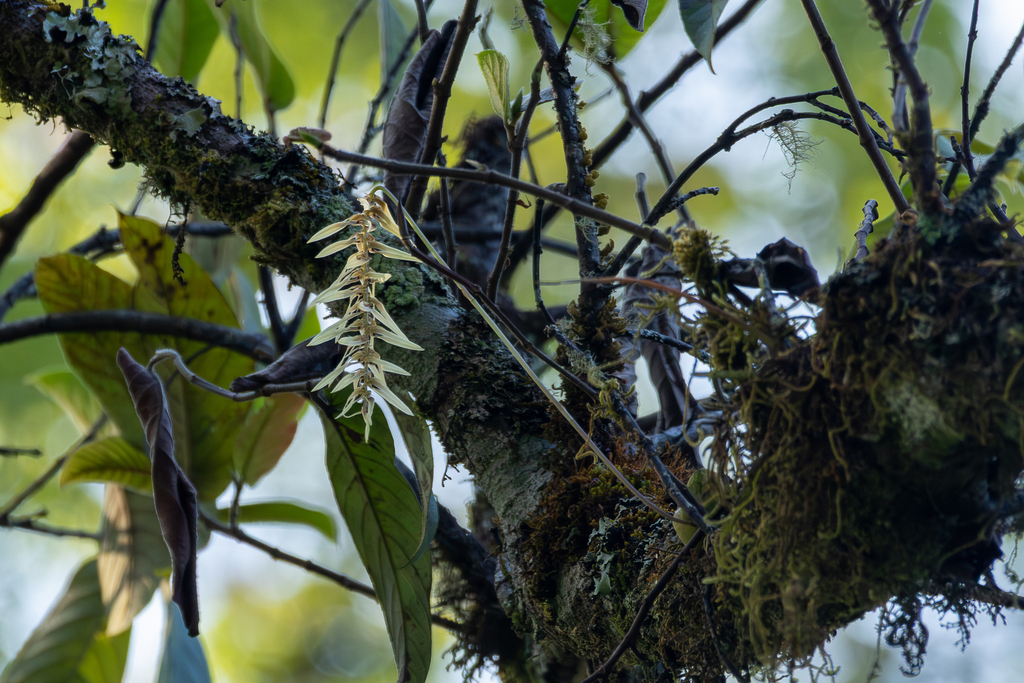 Bulbophyllum sanitii