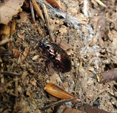 Pterostichus burmeisteri