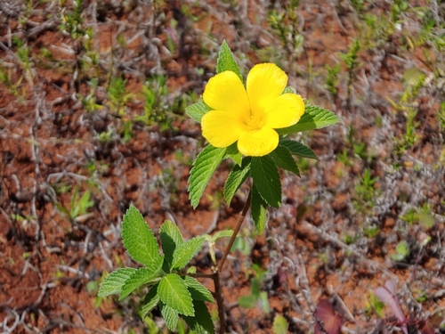 Turnera ulmifolia