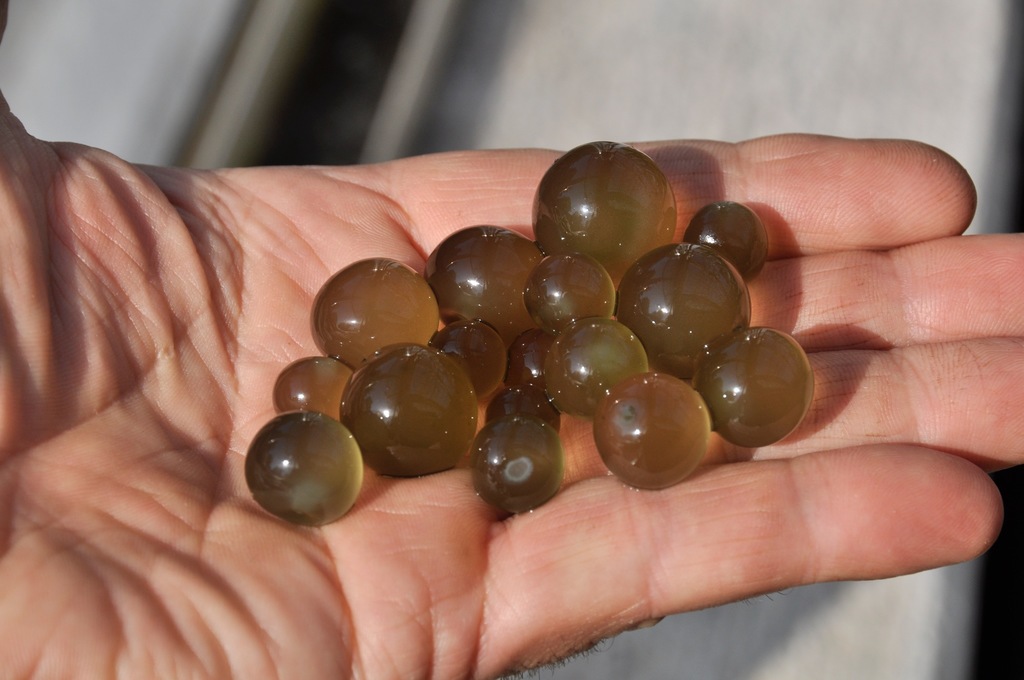 Mare's Eggs