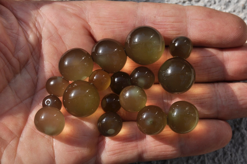 star jellies