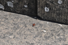 Pyrrhocoris apterus