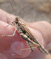 Derotmema laticinctum