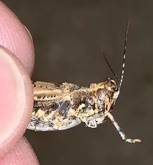 Derotmema laticinctum