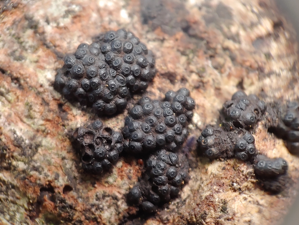 Annulohypoxylon nitens