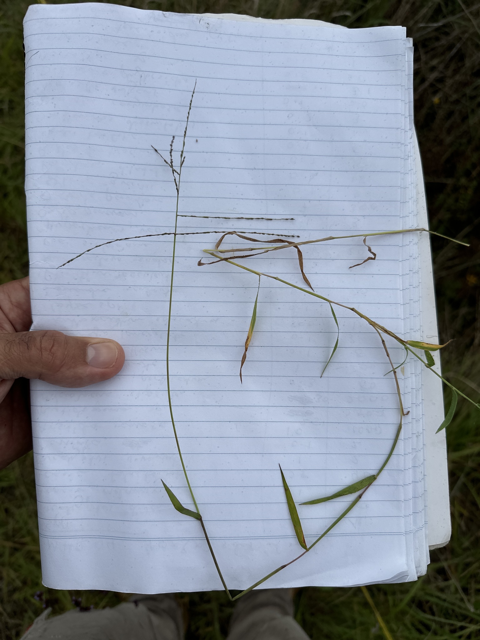 Digitaria grass