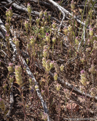 Orthocarpus cuspidatus cryptanthus