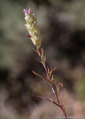 Orthocarpus cuspidatus cryptanthus