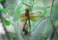 Neurocordulia xanthosoma