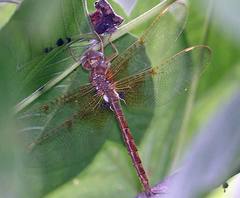 Neurocordulia xanthosoma