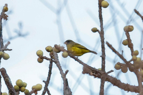 Southern Citril (Crithagra hyposticta), photo 3