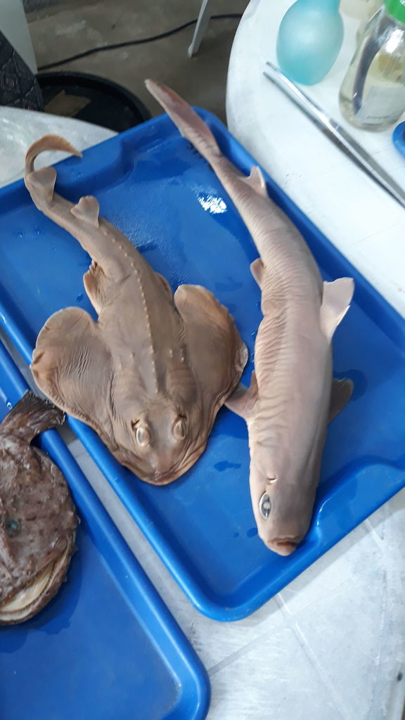 Brazilian Whitetail Dogfish