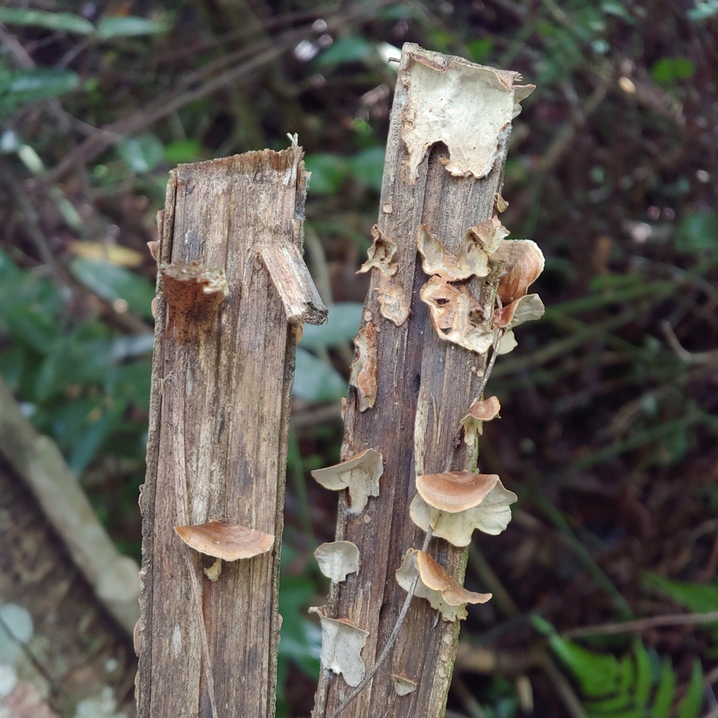 Stereum sp. 'PR01'