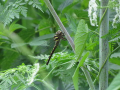 Cordulegaster bilineata