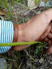 Malaxis macrostachya