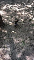 Sciurus niger