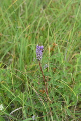 Dalea foliosa