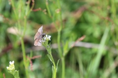 Erynnis pacuvius
