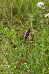 Dalea foliosa