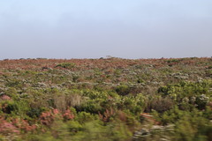 Erica irregularis