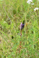 Dalea foliosa