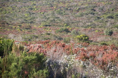 Erica irregularis