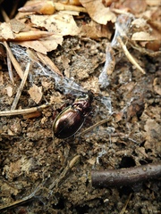Pterostichus burmeisteri