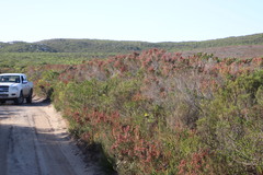 Erica irregularis