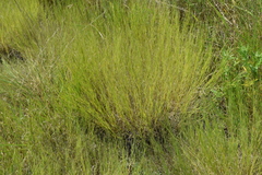 Muhlenbergia cuspidata