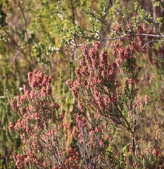 Erica irregularis