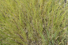 Muhlenbergia cuspidata