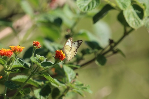 Great Southern White