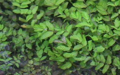 Berula erecta