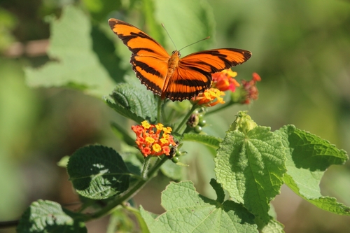 Banded Orange Heliconian