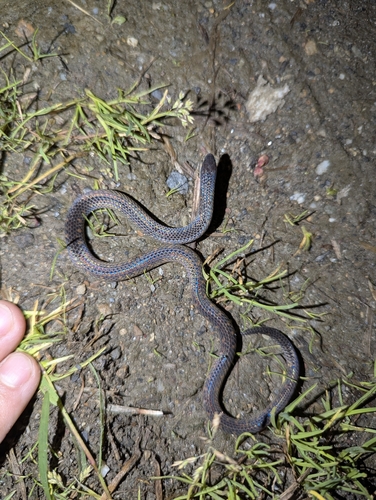Photo of a Yellow-spotted Ground Snake (Atractus duboisi)
