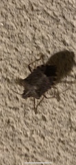 Halyomorpha halys