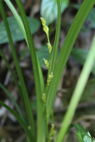 Image of Lesser Sedge (Carex cryptostachys) by no rights reserved