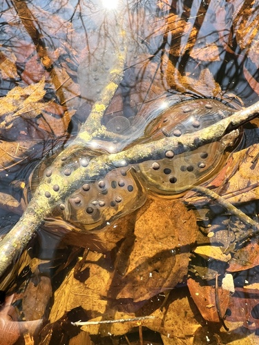 Small-mouthed Salamander