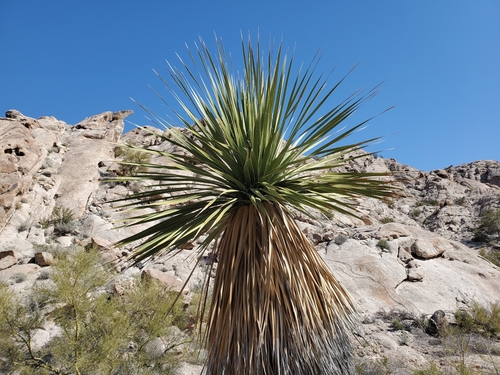 Image of Nolina bigelovii by (c) Bob Miller, some rights reserved (CC BY)