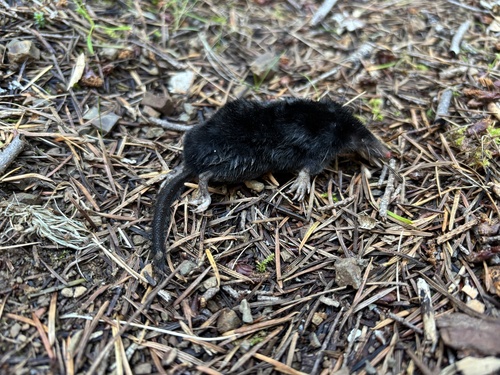 iNaturalist observation photo of American Shrewmole