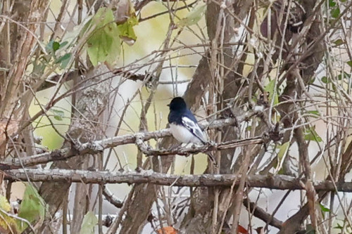 White-bellied Tit (Melaniparus albiventris), photo 2