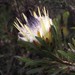 Protea longifolia - Photo (c) Tony Rebelo, algunos derechos reservados (CC BY-SA), uploaded by Tony Rebelo