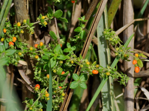 Image of Galium hypocarpium by (c) vinicius_s_domingues, some rights reserved (CC BY)