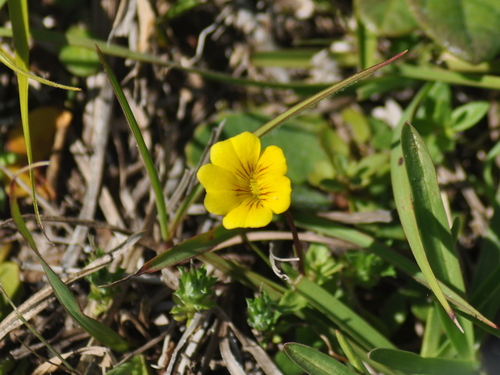 Yellow Seed (Mecardonia procumbens)