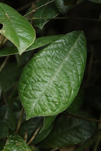 Ormosia pachycarpa, photograph 5