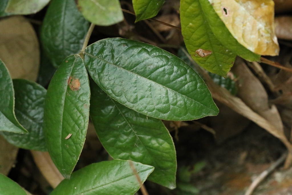 Ormosia pachycarpa; photograph author not stated, no rights reserved
