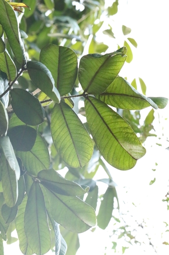 Ormosia pachycarpa, photograph 6