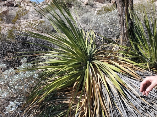Image of Nolina bigelovii by (c) Bob Miller, some rights reserved (CC BY)