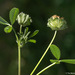 Trifolium cyathiferum - Photo 由 Tim Messick 所上傳的 (c) Tim Messick，保留部份權利CC BY-NC